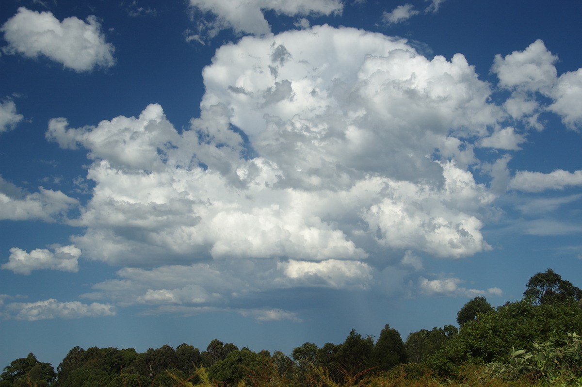 cumulus congestus : McLeans Ridges, NSW   19 December 2008