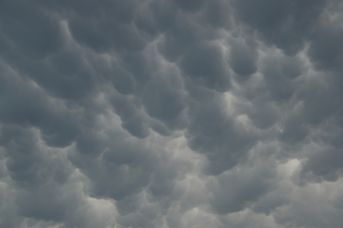 mammatus mammatus_cloud : Ballina, NSW   29 December 2008