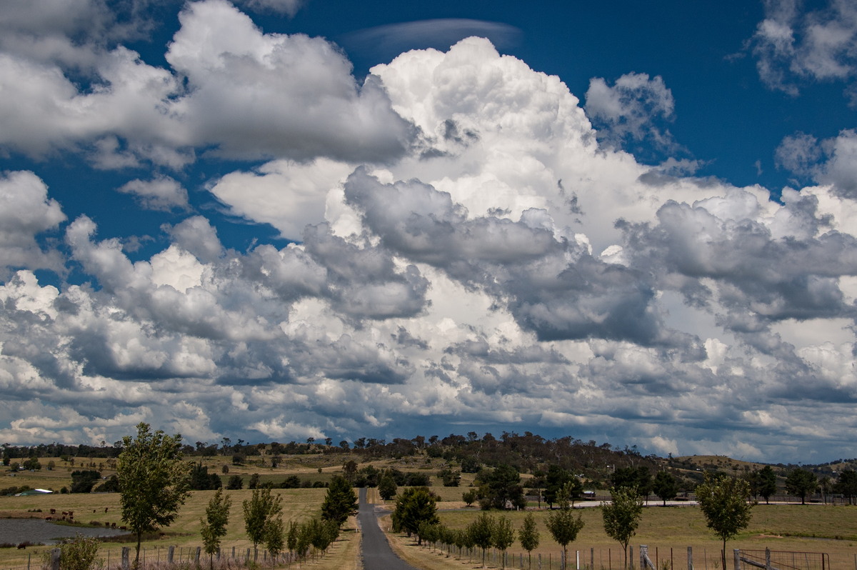 cumulus mediocris : Tenterfield, NSW   24 January 2009