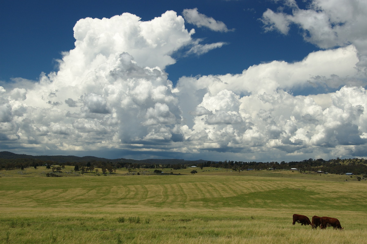 thunderstorm cumulonimbus_calvus : Tenterfield, NSW   24 January 2009