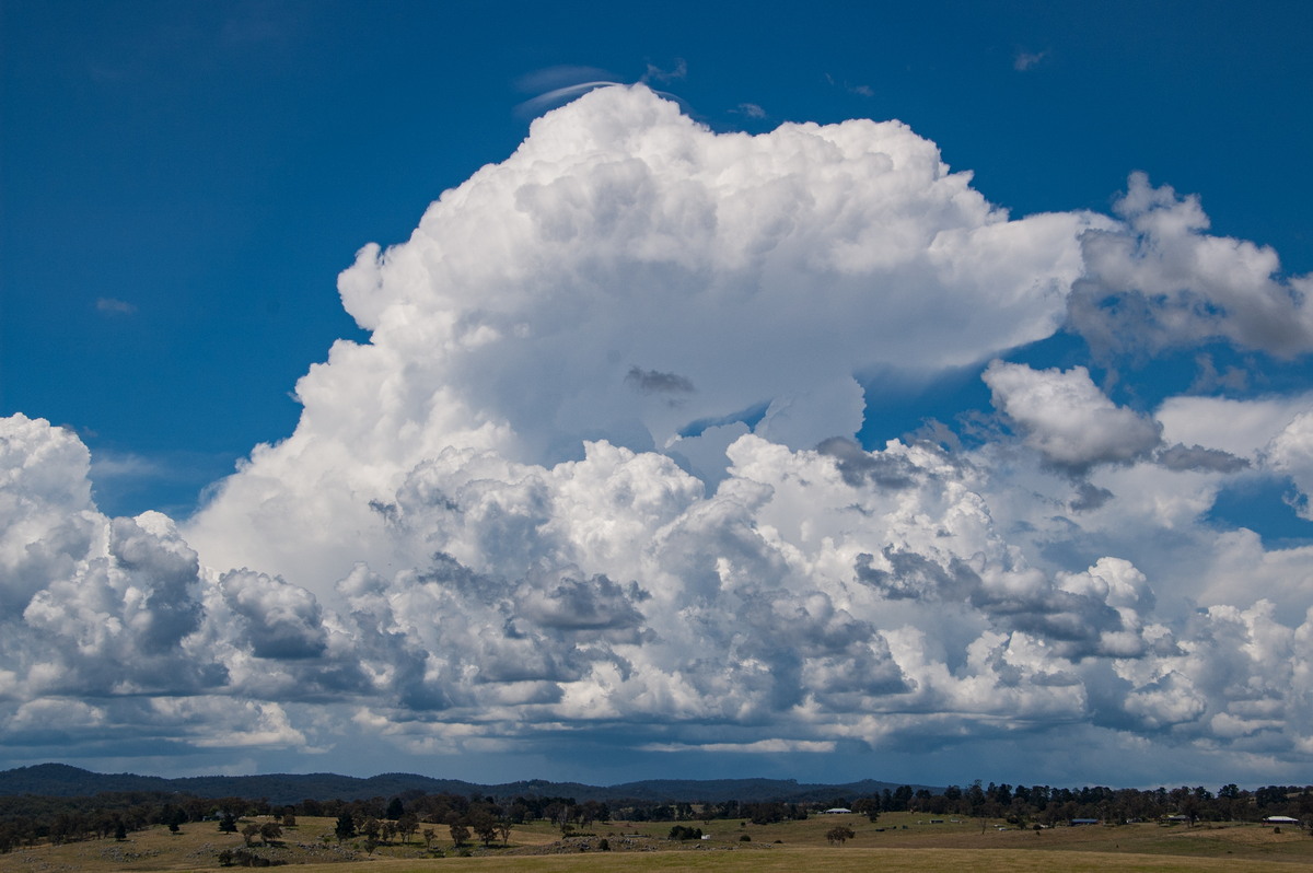 cumulus congestus : Tenterfield, NSW   24 January 2009