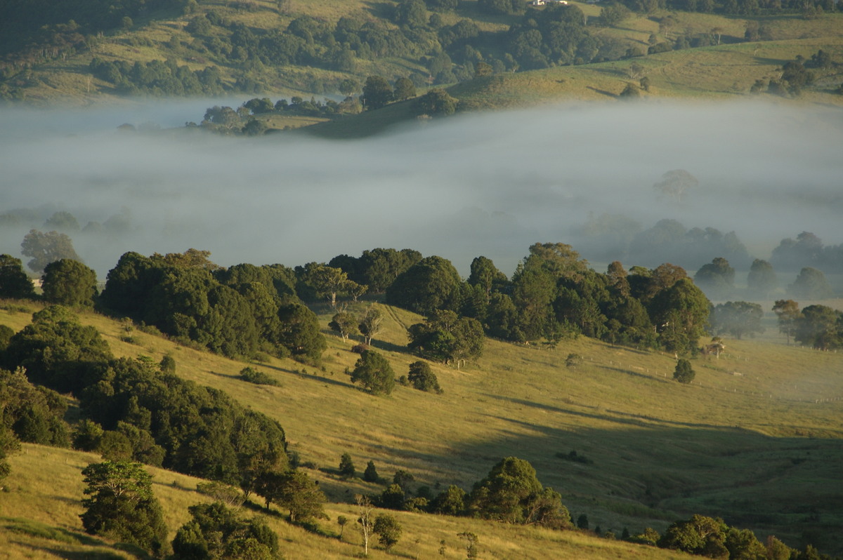 fogmist fog_mist_frost : McLeans Ridges, NSW   16 March 2009