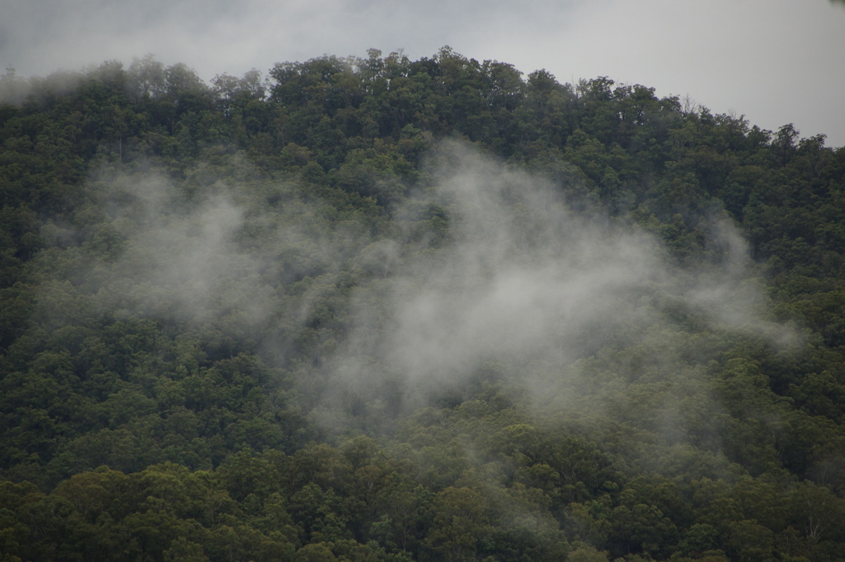 stratus stratus_cloud : Border Ranges, NSW   4 April 2009