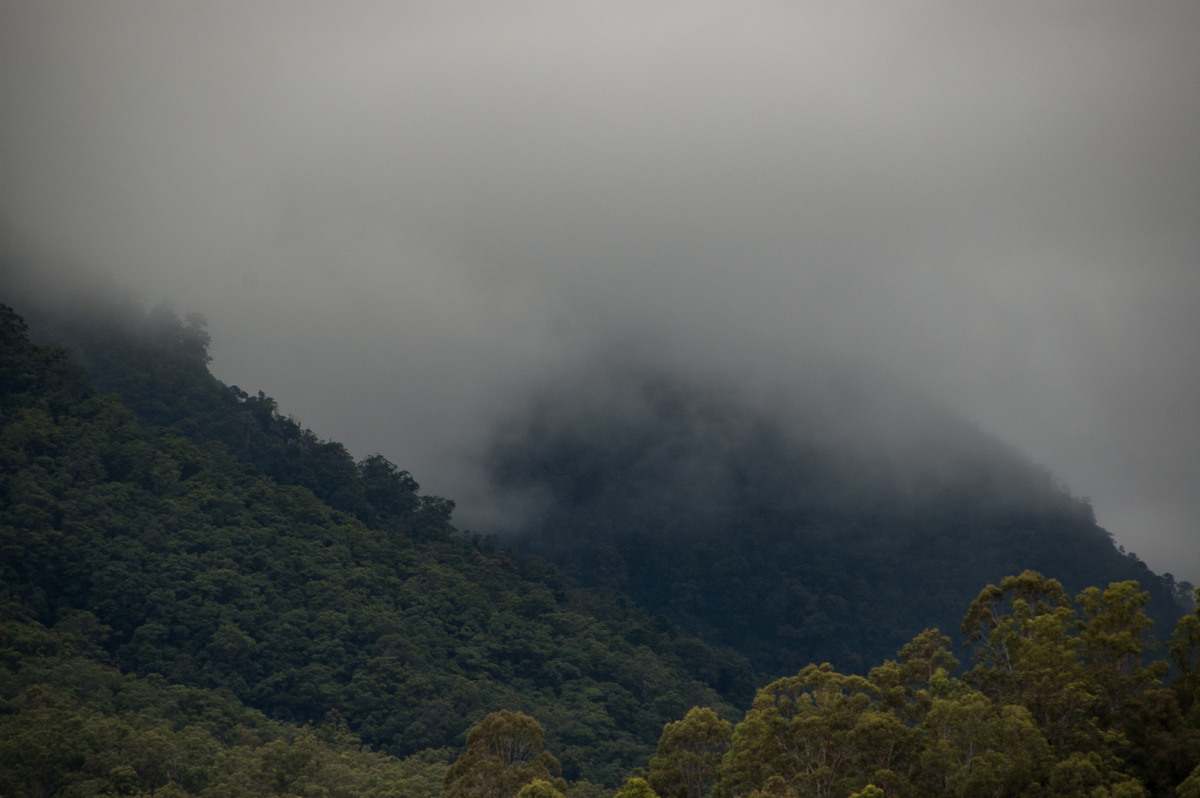 fogmist fog_mist_frost : Border Ranges, NSW   4 April 2009