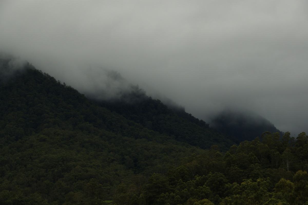 fogmist fog_mist_frost : Border Ranges, NSW   4 April 2009