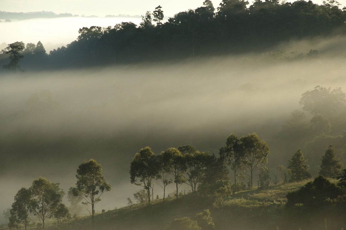 fogmist fog_mist_frost : McLeans Ridges, NSW   28 May 2009