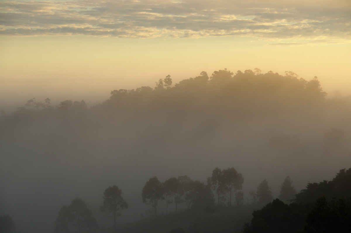 fogmist fog_mist_frost : McLeans Ridges, NSW   5 June 2009