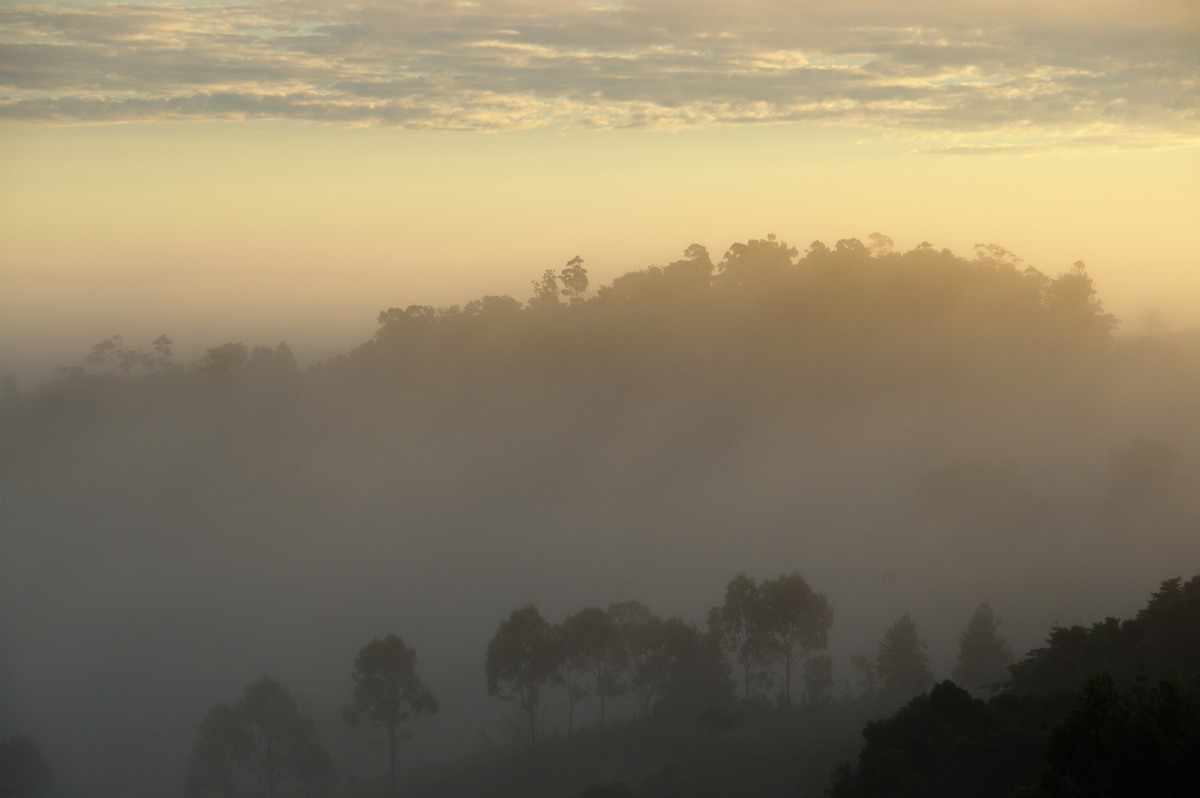 fogmist fog_mist_frost : McLeans Ridges, NSW   5 June 2009