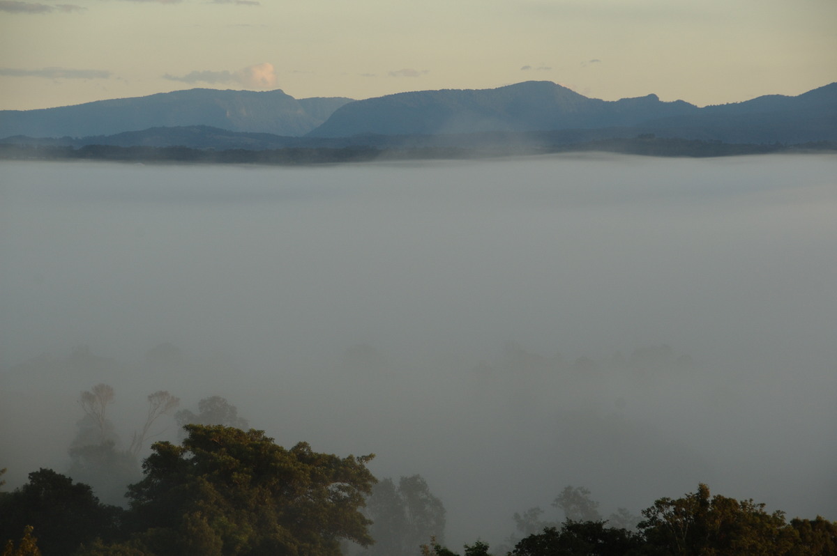 fogmist fog_mist_frost : McLeans Ridges, NSW   5 June 2009