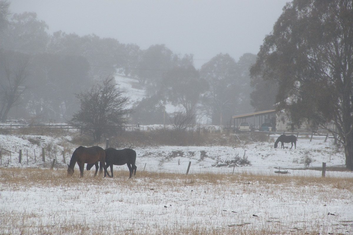 snow snow_pictures : Ben Lomond, NSW   16 July 2009