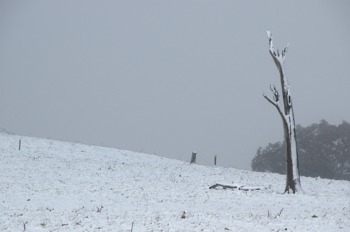 snow snow_pictures : Maybole, NSW   16 July 2009