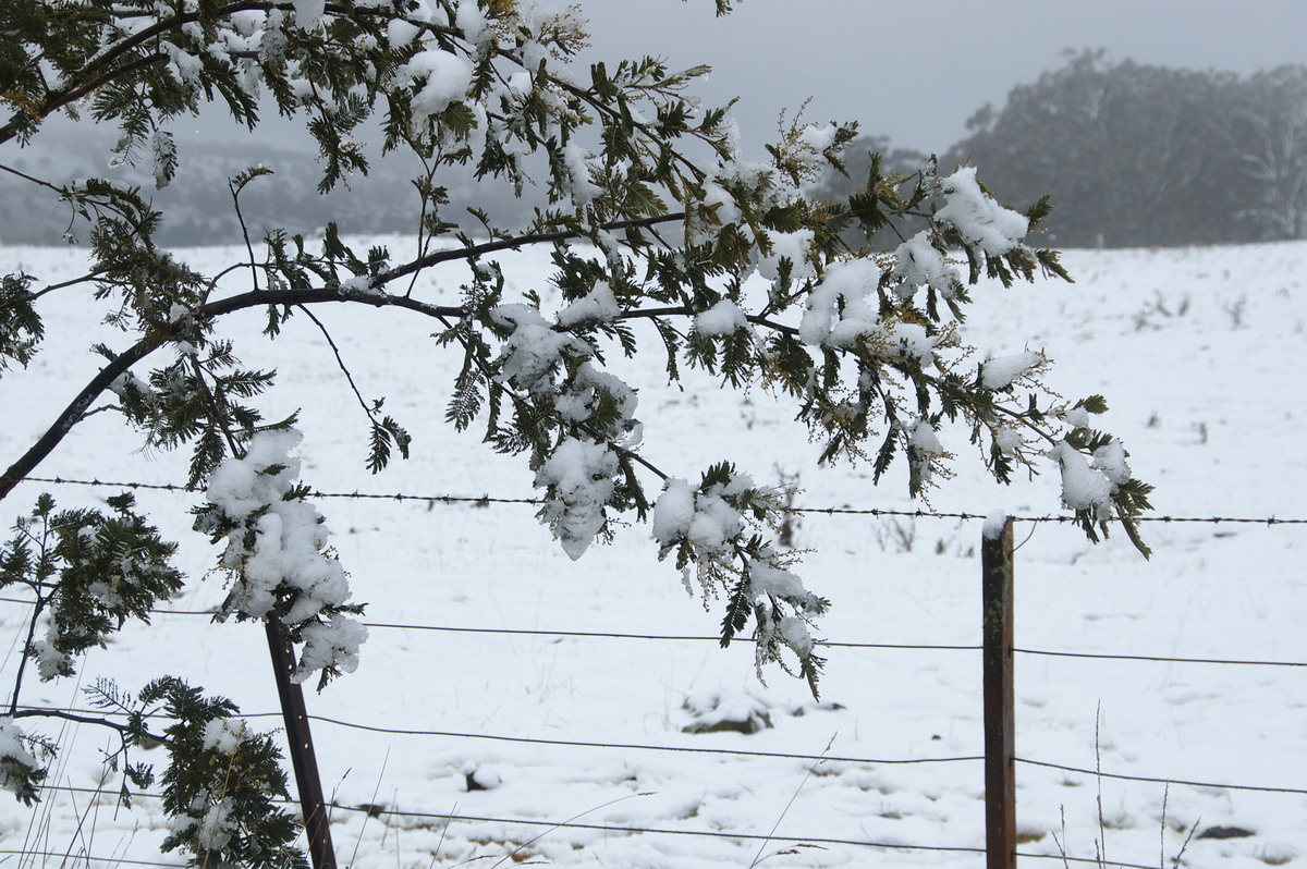 snow snow_pictures : Maybole, NSW   16 July 2009