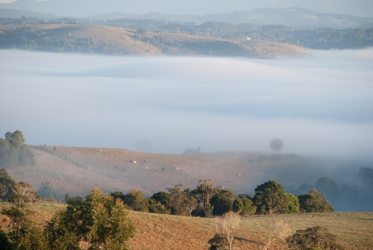 fogmist fog_mist_frost : McLeans Ridges, NSW   14 August 2009