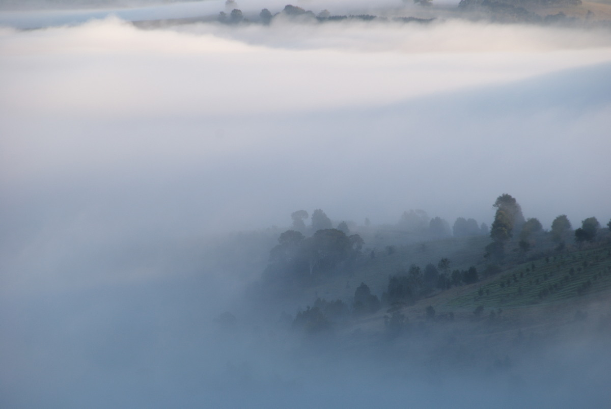 fogmist fog_mist_frost : McLeans Ridges, NSW   14 August 2009