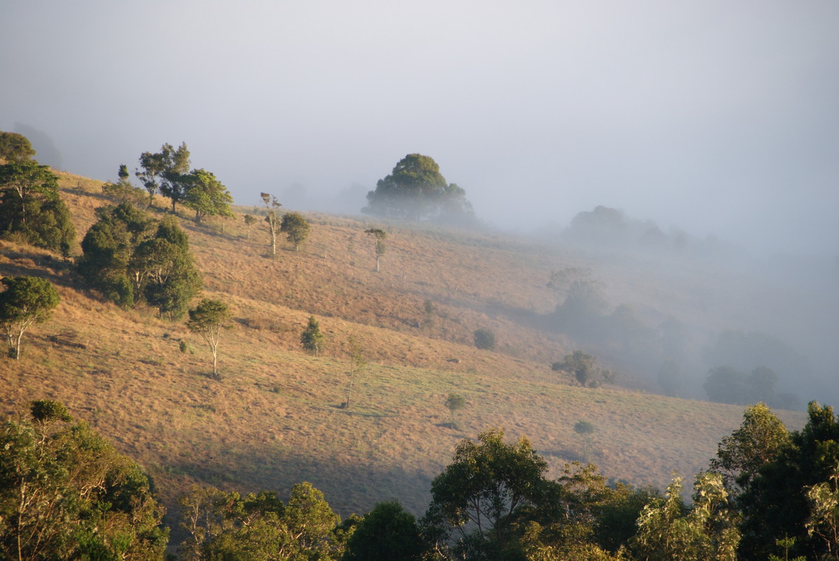 fogmist fog_mist_frost : McLeans Ridges, NSW   14 August 2009