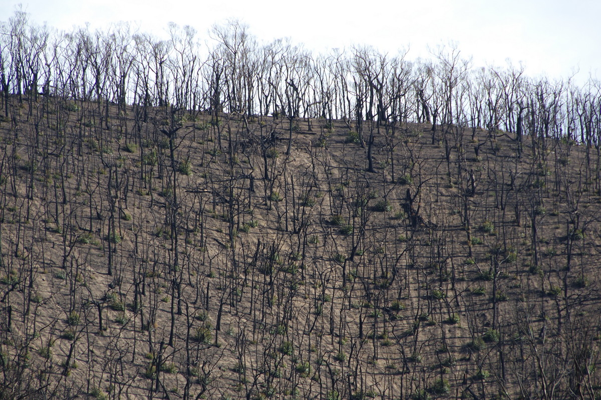 bushfire wild_fire : Kinglake, VIC   20 August 2009