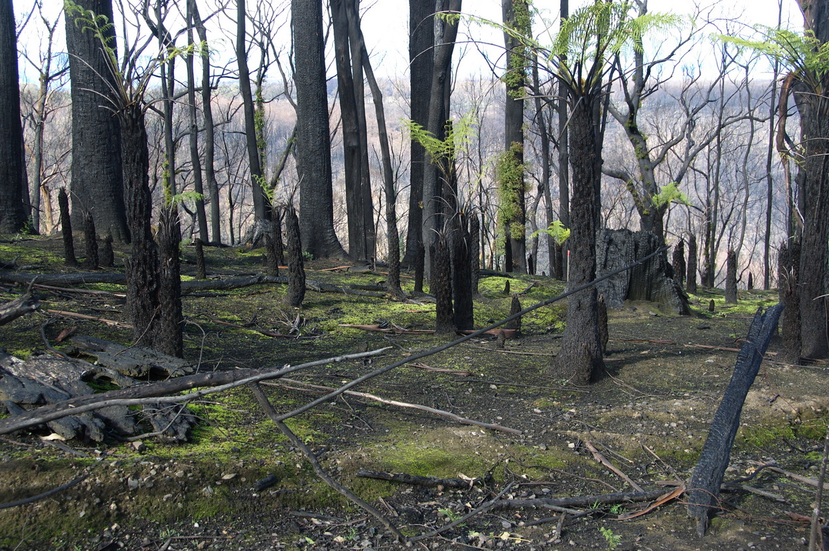 bushfire wild_fire : Kinglake, VIC   20 August 2009