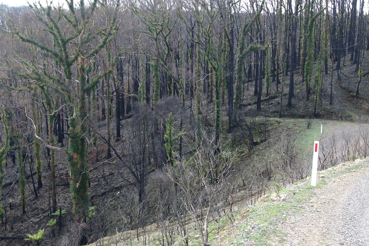 bushfire wild_fire : Kinglake, VIC   20 August 2009