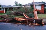 storm_damage