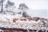 Australian Severe Weather Picture