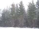 snow_pictures