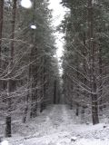 snow_pictures