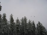 snow_pictures