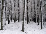 snow_pictures