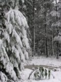 snow_pictures