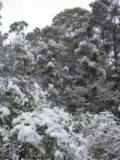 Australian Severe Weather Picture