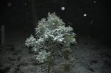 snow_pictures