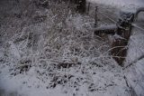 snow_pictures