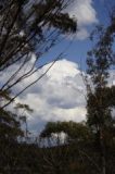 pileus_cap_cloud