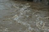 flood_pictures