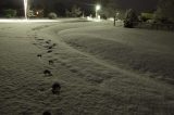 snow_pictures