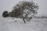 snow_pictures