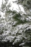 snow_pictures